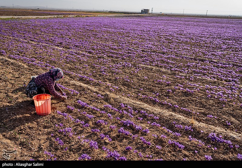 Saffron harvesting in North Khorasan