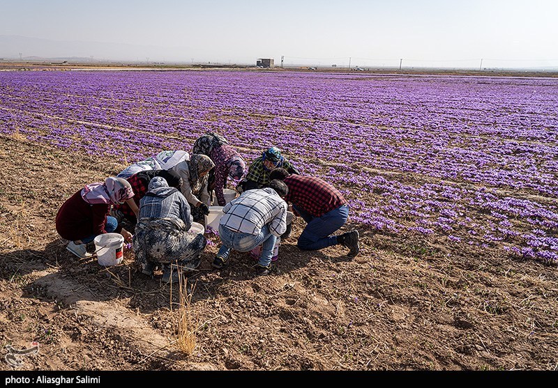 Saffron field in North Khorasan