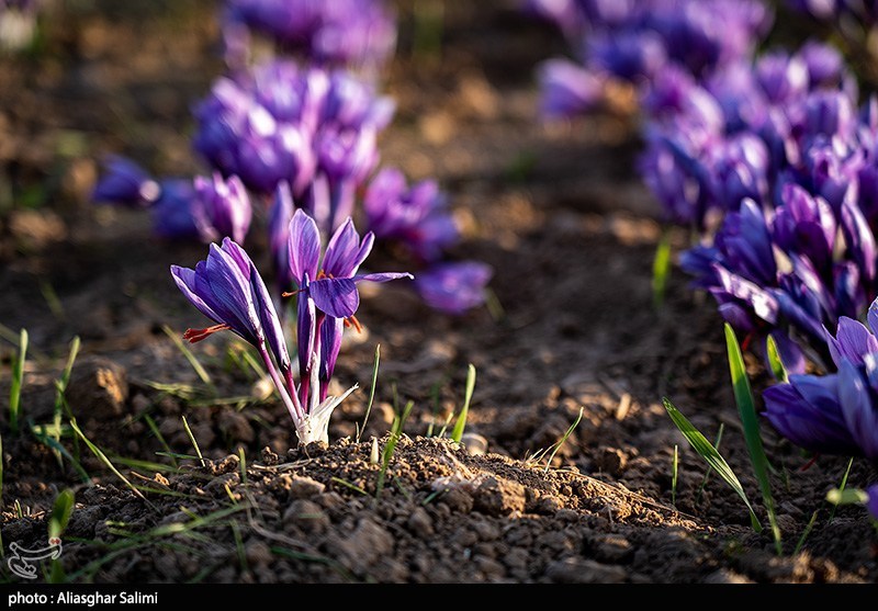 Saffron flowers in Khorasan